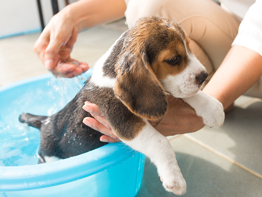 How to Groom a Puppy 101 Only Natural Pet