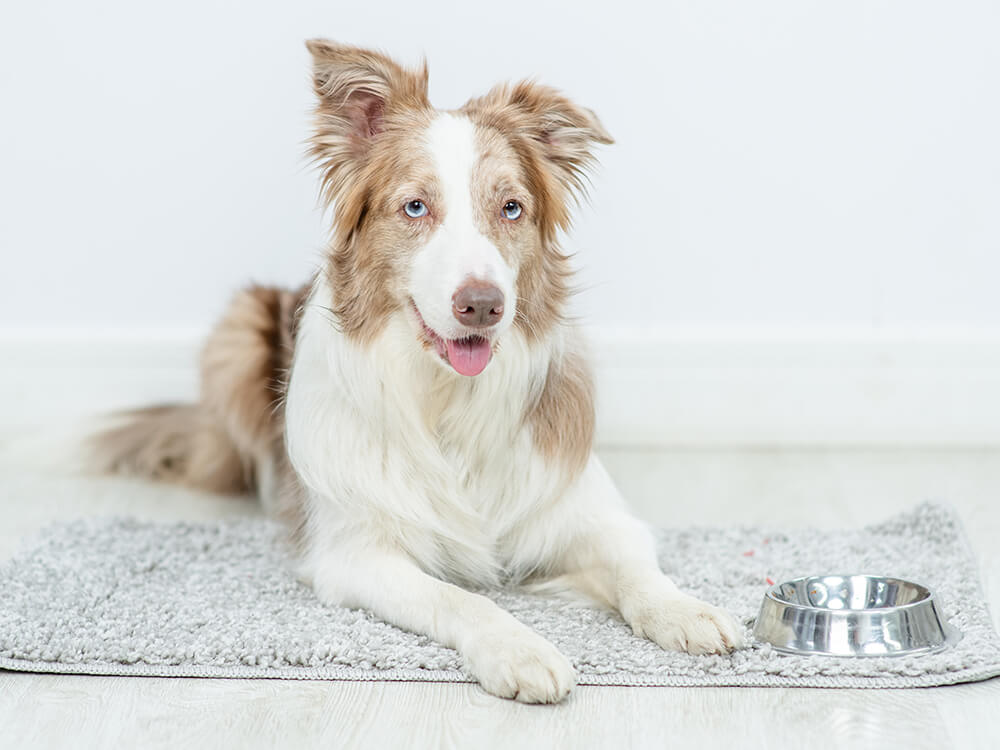 Orijen Food and Treats Buying Guide Only Natural Pet