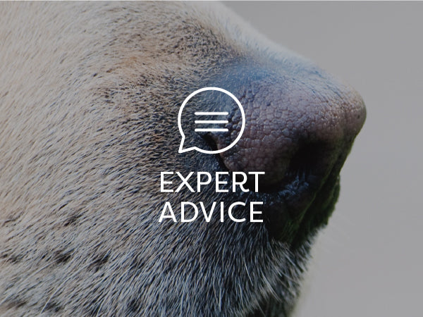 View of Natural Pancreatitis Treatment for Dogs & Cats | Only Natural Pet
