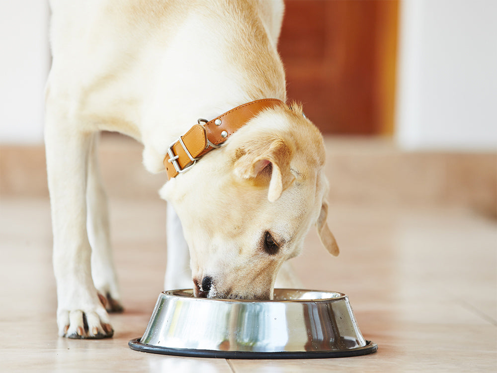 why doesn't dog food contain taurine and l-carnitine Rooted Owl Cardio Support Capsules Supplement, Heart Care with L-Taurine & L-Carnitine, 60 CT Formulated by veterinarians Understanding the importance of taurine