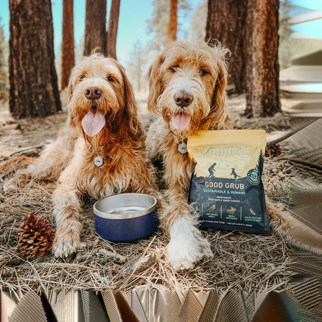 Poodle Best Dog Food For Labradoodle Puppy Poodle Best Food For