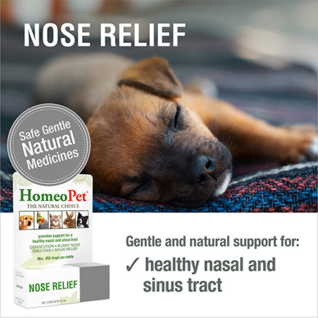 Nasal Discharge My Dog Is Sneezing What Can I Give Him Dog