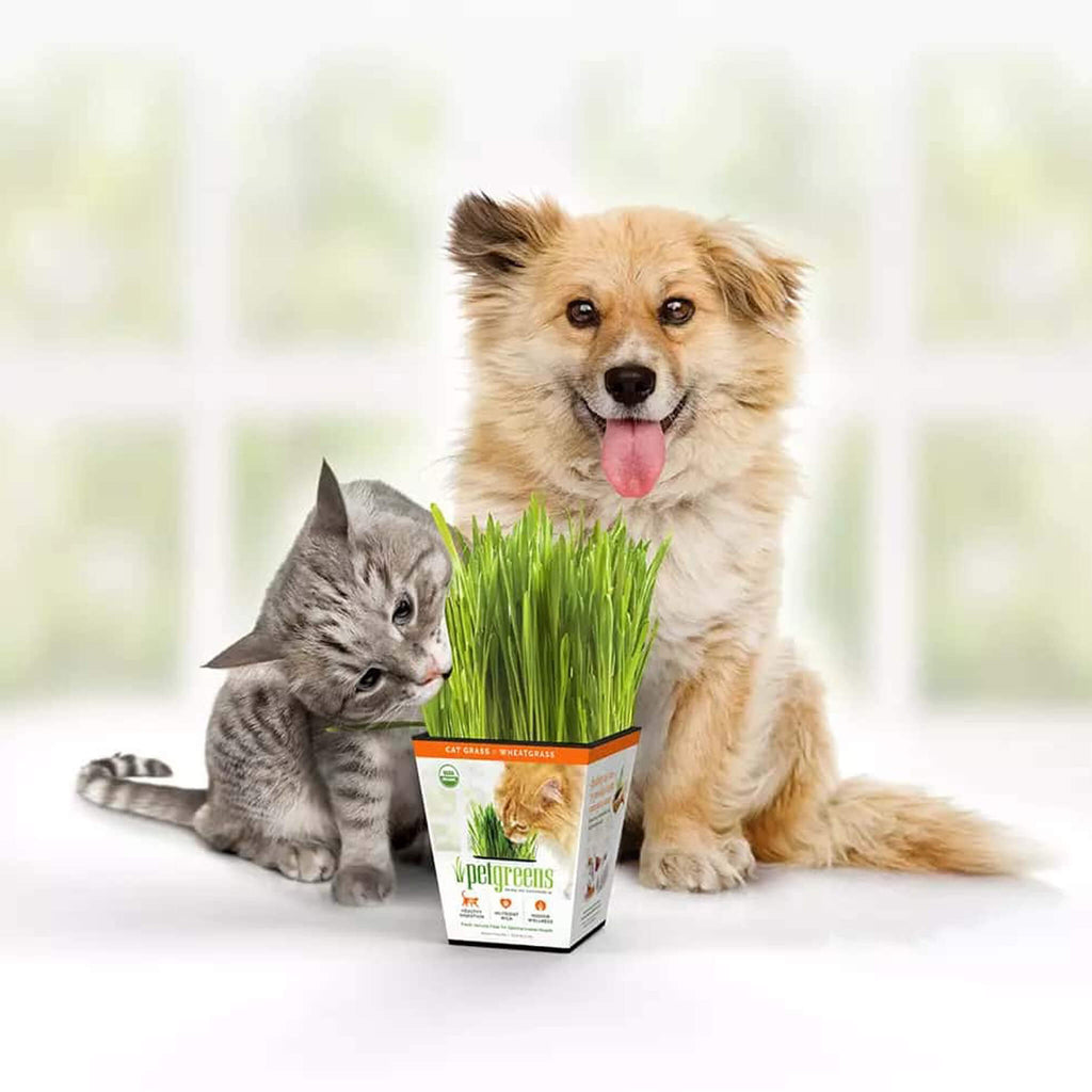 LSBellRockGrowersGardenwithDog