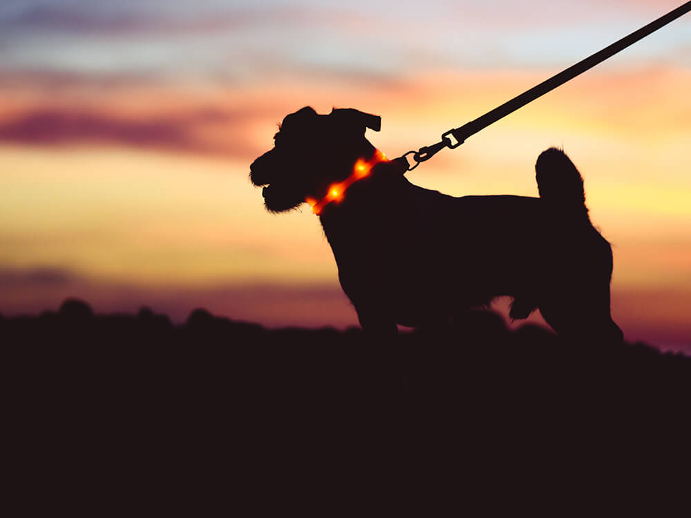 7 Tips for Walking Your Dog Safely at Night | Only Natural Pet