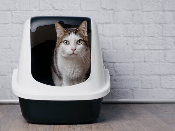Healthiest kitty litter sale