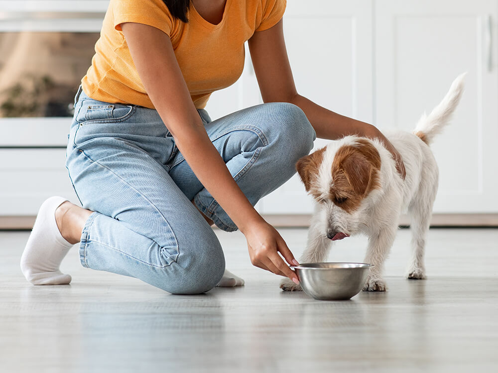 Is Dehydrated Food Good for Dogs? Only Natural Pet