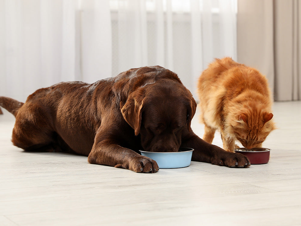 5 Steps to Evaluate Dry Kibble Dog Food Only Natural Pet