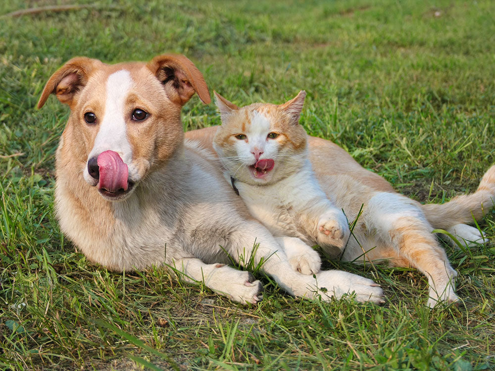 Why Do Dogs and Cats Eat Grass? | Only Natural Pet
