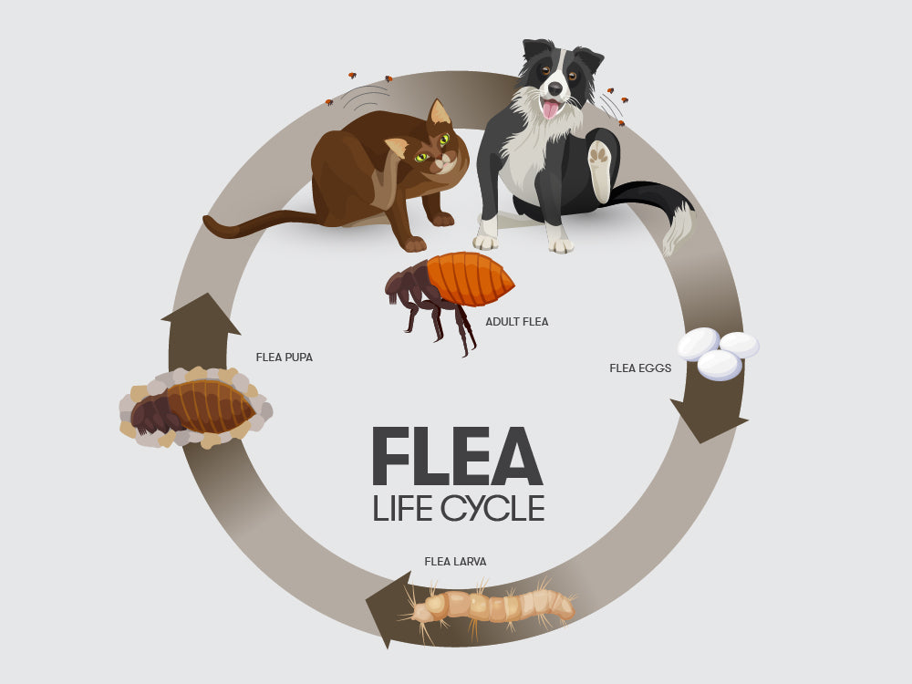 Flea Life Cycle Dogs