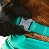 RuffWear Confluence Collar Aurora Teal for Dogs LifestyleImage
