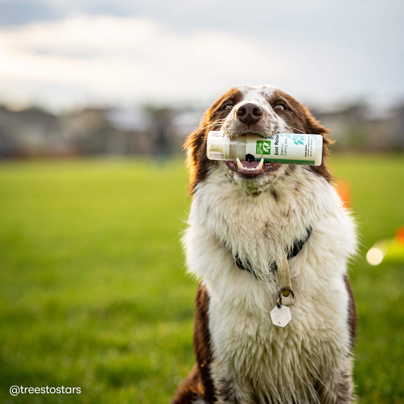 Only Natural Pet Just Relax Botanical Calming Spray for Dogs