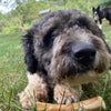 Walter with his Healthy Pet World Woodies Coffee Wood Chew for Dogs