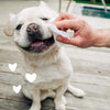 Earthbath Hypoallergenic Eye Wipes for Dogs & Cats Wipe