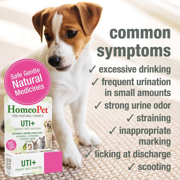 HomeoPet UTI+ Homeopathic Urinary Tract Support Drops for Dogs & Cats