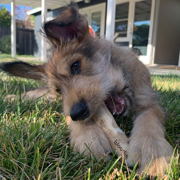 Jessica with her Healthy Pet World Woodies Coffee Wood Chews for Dogs