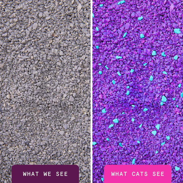 Boxiecat Glo Natural Attractions Clumping Clay Cat Litter What Cats See