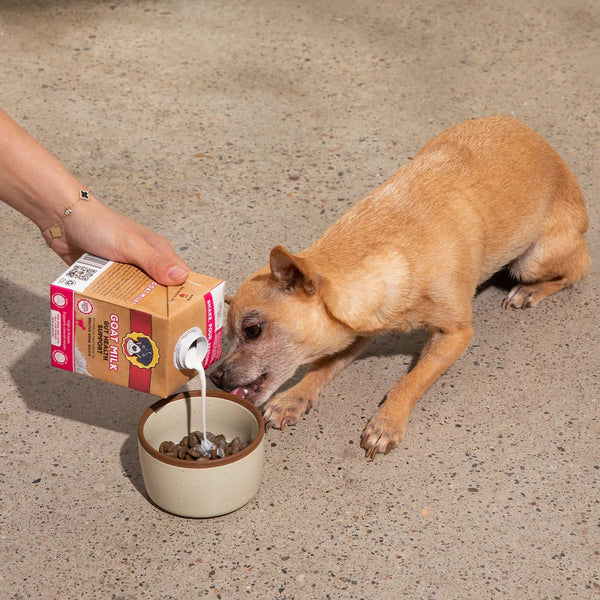 Brutus Bone Broth Goat Milk Gut Health Support Dog Food Topper Pourout