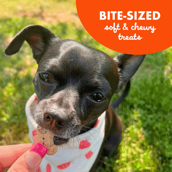 Cloud Star Buddy Softies Soft & Chewy Dog Treats Bite Sized
