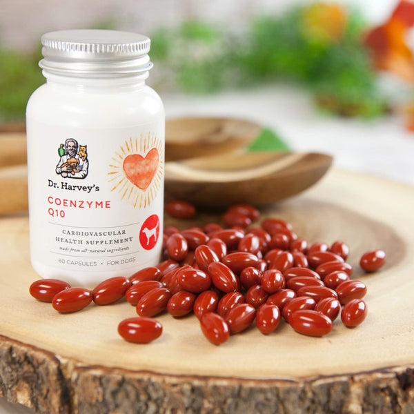 Dr. Harvey's Coenzyme Q10 Cardiovascular Health Antioxidant Supplement for Dogs Bottle with Capsules Scene