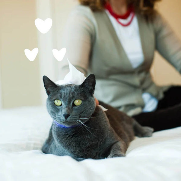 Earthbath Hypo-Allergenic Cat Cleaning Wipes happy cat