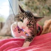 Giddy Kitty Purrsuits Dragonfly Tease Wand Cat Treat Toy Playset