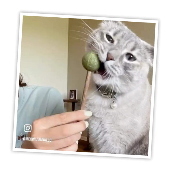 Meowijuana Lollies Catnip Topped Silvervine Sticks Cat Toys Big Bite