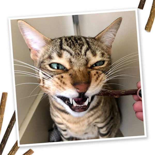 Meowijuana Silvervine Sticks Chew Toys for Cats Toothy Grin