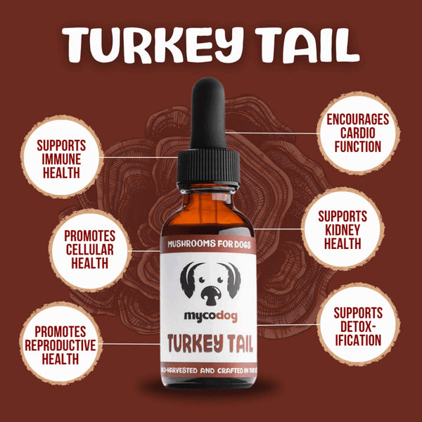 MycoDog Turkey Tail Mushroom Tincture for Dogs Benefits