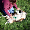 PetKore GroomBug Rubber Grooming Brush for Dogs Belly Rubs