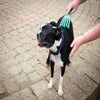PetKORE GroomRaker Deshedding Tool for Dogs Brushing