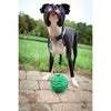 PetKORE Luna Puppy Ball Rubber Dog Toy with Eager Dog