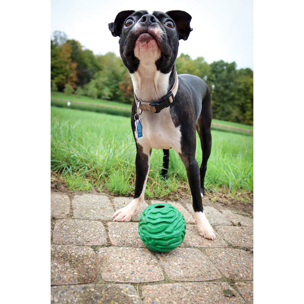 PetKORE Luna Puppy Ball Rubber Dog Toy with Eager Dog