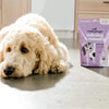 Ready Pet Go! Calming & Relaxing Supplement for Dogs Dog with Bag