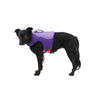 RuffWear Float Coat Life Jacket for Dogs Purple Lily on a Pup