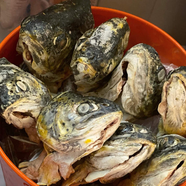Scout & Zoe's Butcher's Bites Trout Heads for Dogs & Cats In a Bucket