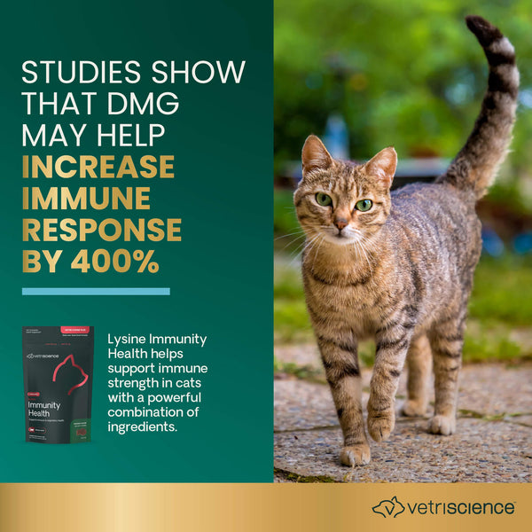 VetriScience Lysine Immunity Health Soft Chews for Cats Infographic