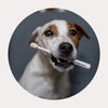 Wag & Bright Puppy Polisher Eco Toothbrush for Dogs