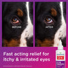 Wondercide Rescue Eye Drops for Dogs & Cats Fast Acting Before & After