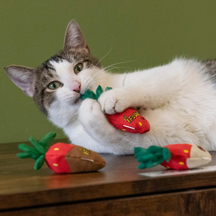 Are Toys With Catnip Safe for Cats: Essential Safety Tips