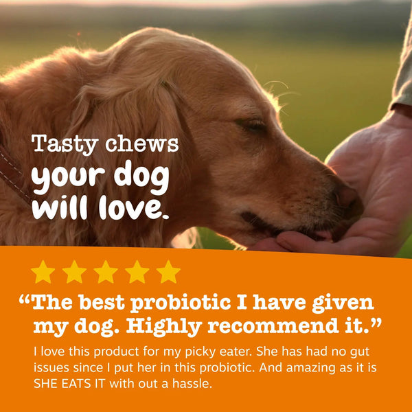 Zesty Paws Probiotic Bites For Dogs Tasty Chews Your Dog Will Love