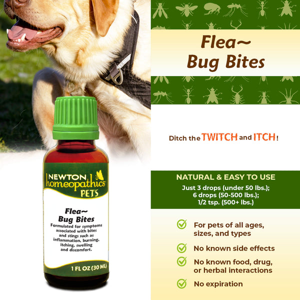 Newton Homeopathics Flea~ Bug Bites Lifestyle Infographic