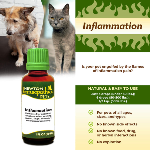 Newton Homeopathic Pets Inflammation Infographic