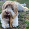 Ranger with his Healthy Pet World Woodies Coffee Wood Chew for Dogs