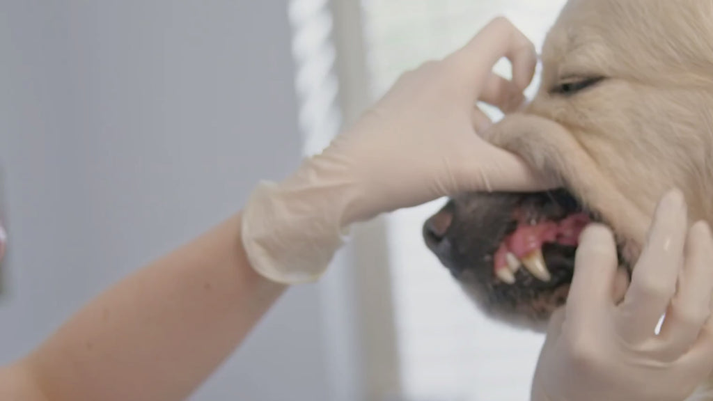 Nootie Medicated Dental Finger Wipes for Dogs Video