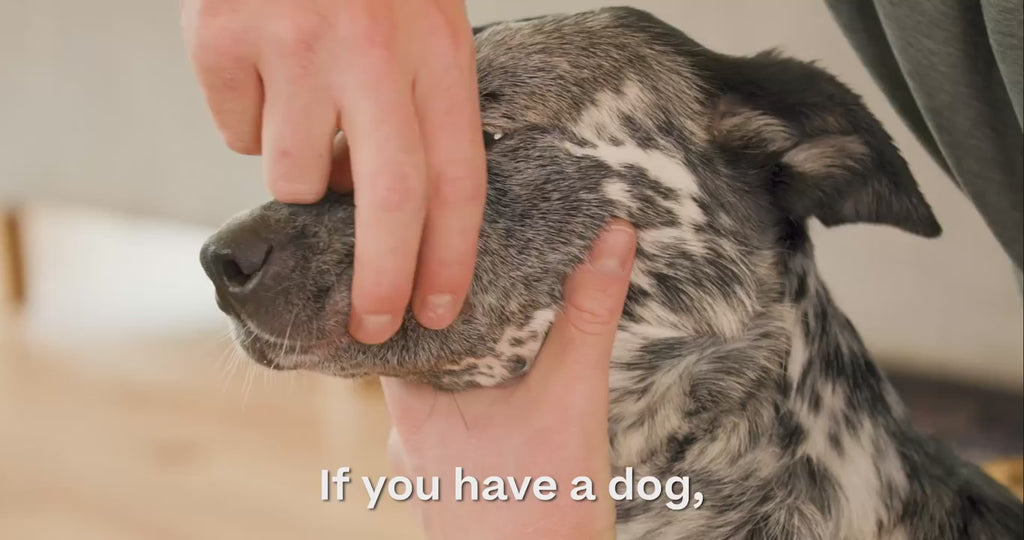 Dental Brush, Treat Refill