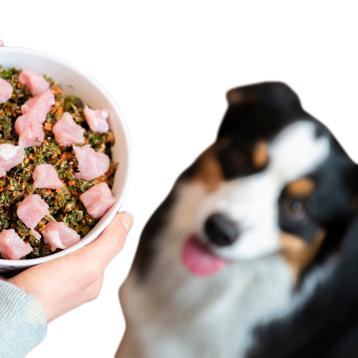 Dr. Harvey's Raw Vibrance Raw Diets Dog Food | Only Natural Pet
