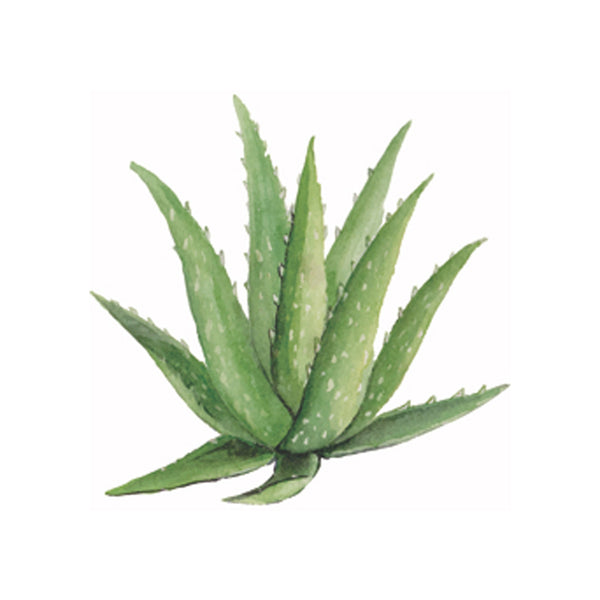 TrueBlue Safe and Sure Eye Wipes Aloe