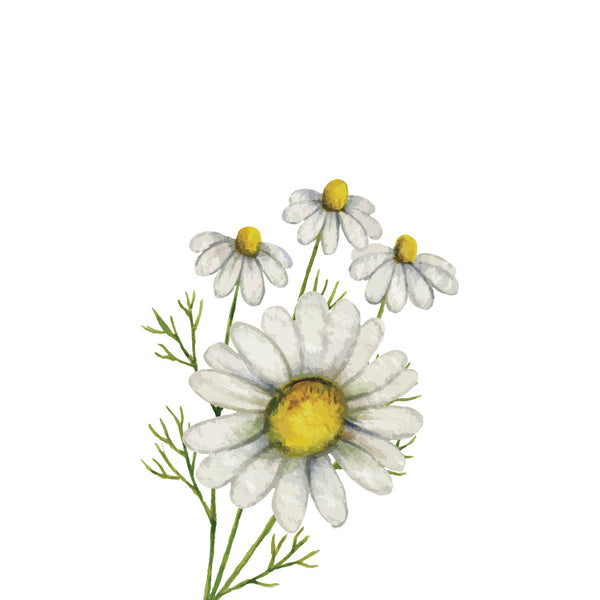 TrueBlue Natural Balance Conditioning Shampoo Chamomile