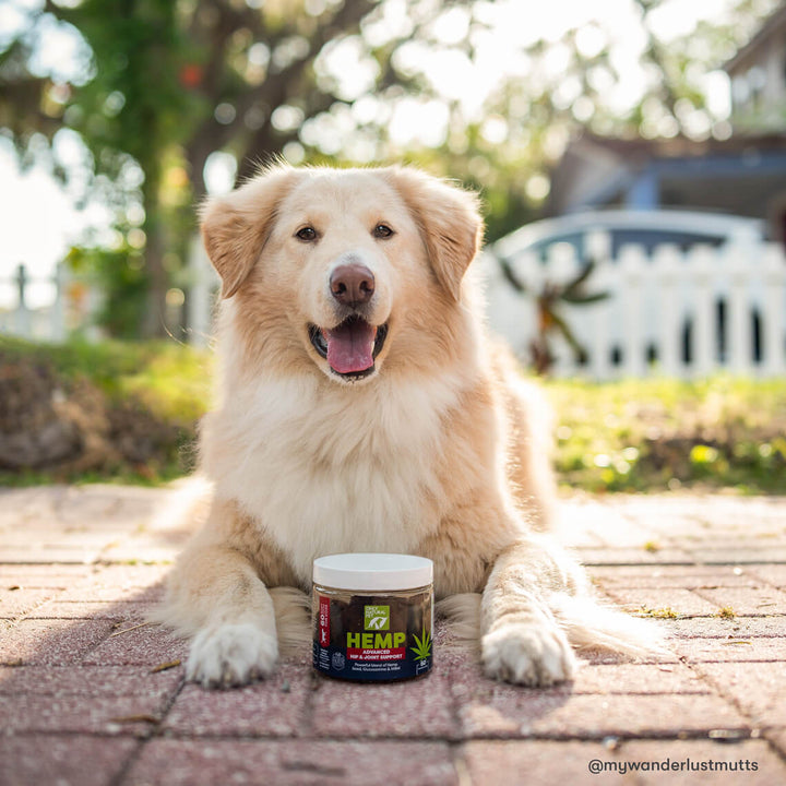 Hemp Advanced Hip & Joint Supplement for Dogs Only Natural Pet