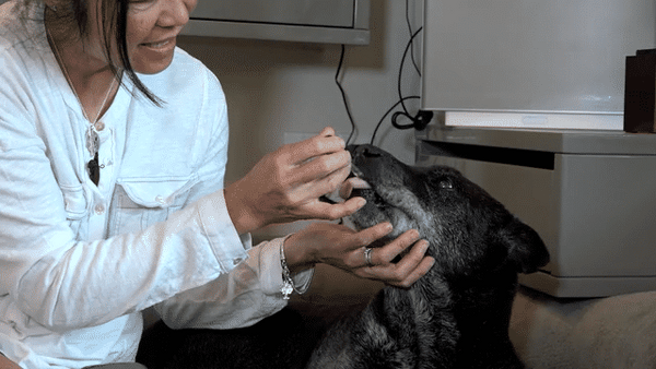 Only Natural Pet Eye and Upper Respiratory Homeopathic Remedy for Dogs & Cats Gif